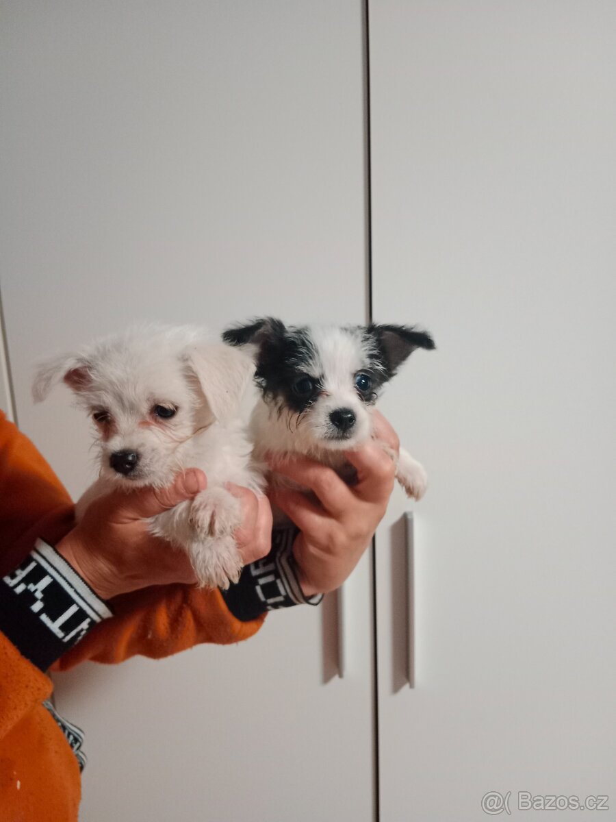 Maltézak x Čivava