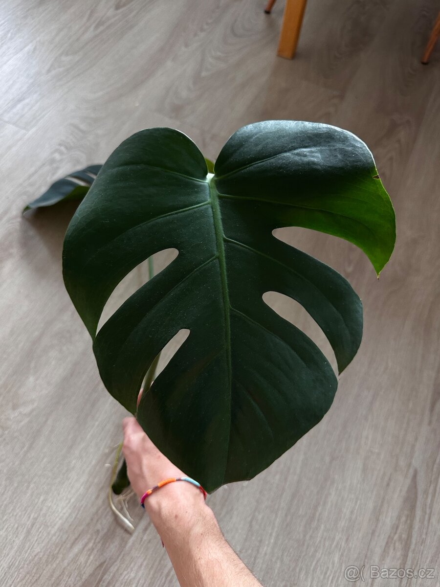 Monstera krásný řízek