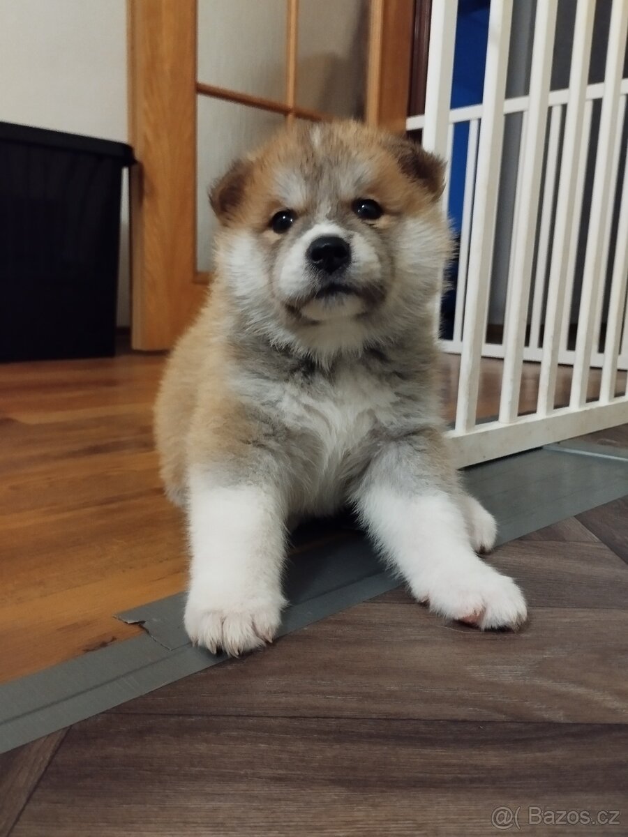 Štěňata Akita inu