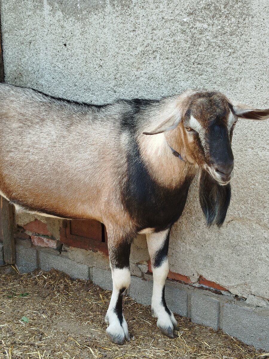 Kozel Anglonubijský