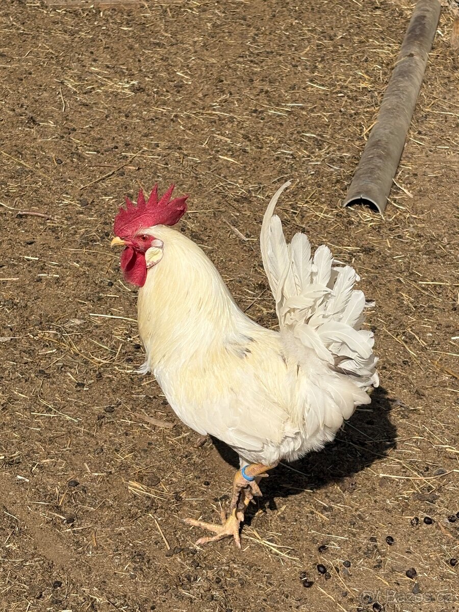 Roční leghorn kohouti