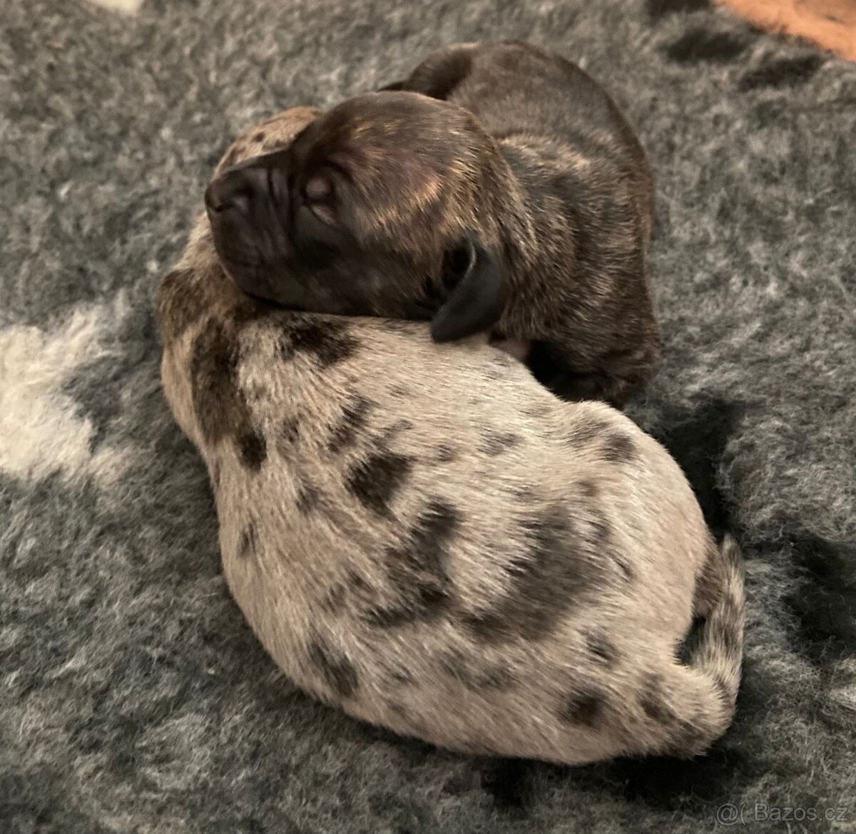 American Bully XL s PP k rezervaci
