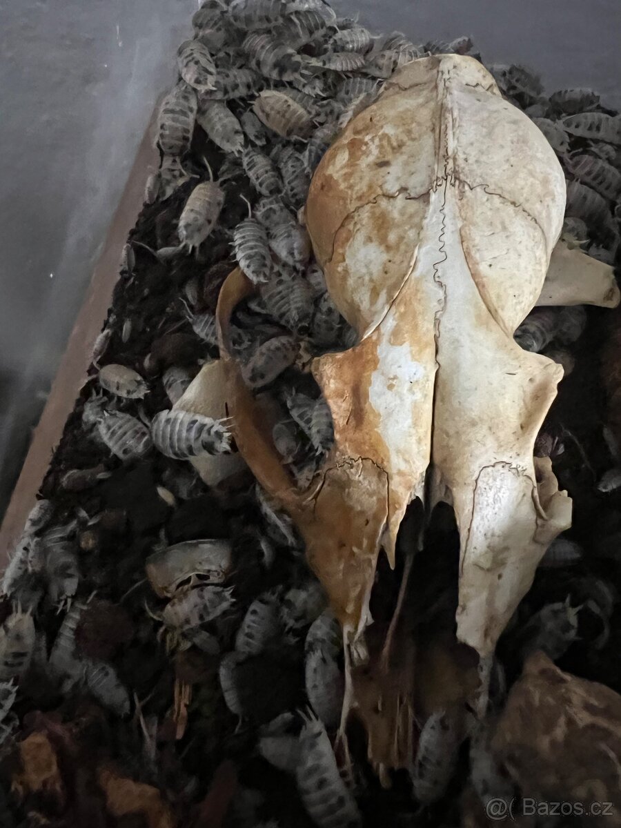 Porcellio laevis „Dairy Cow“ – 10 ks za 50 Kč