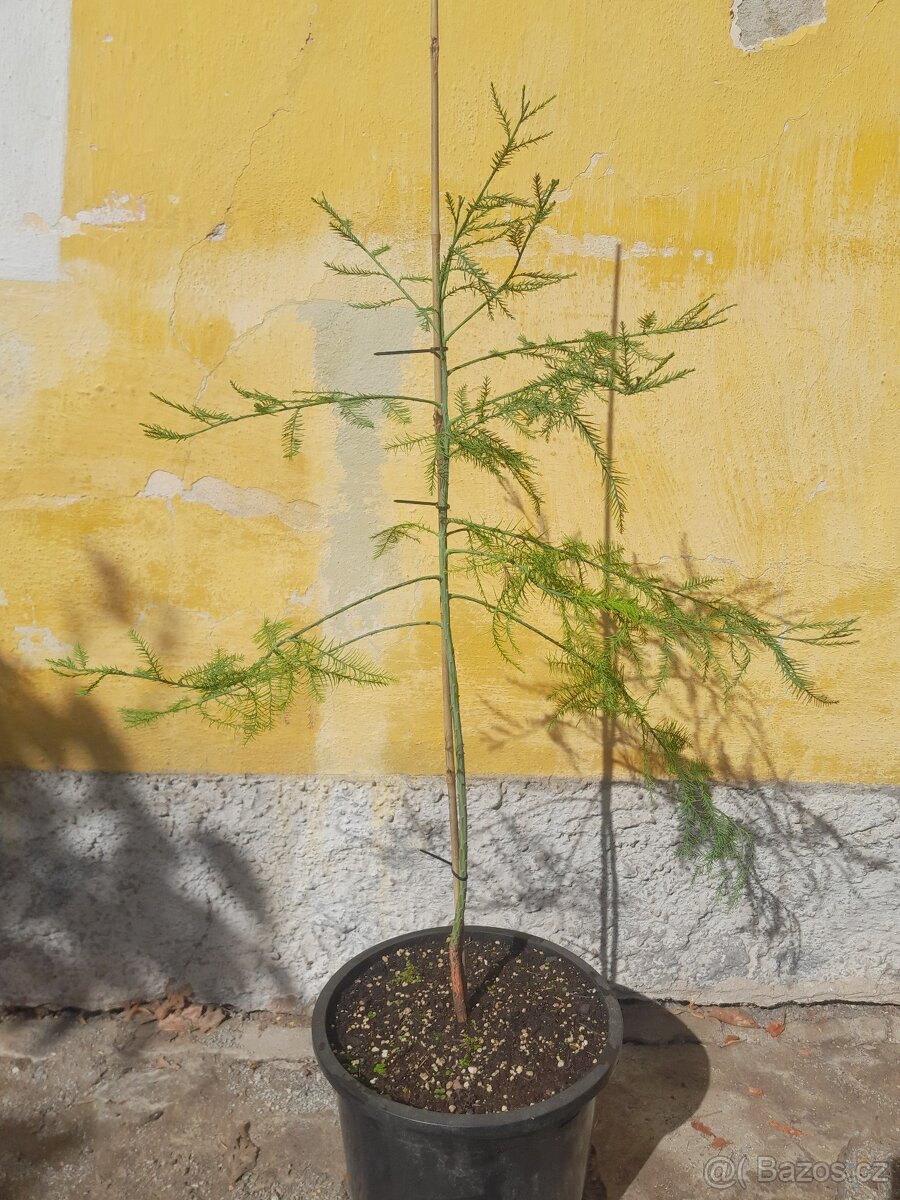 Živoucí fosílie Glyptostrobus pensilis