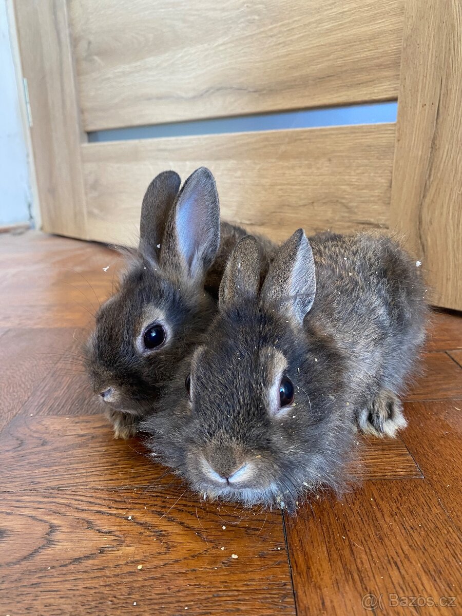 Králík zakrslý - mláďata