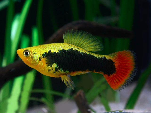 Aktuální nabídka akvarijních rybek,šneků,krevet