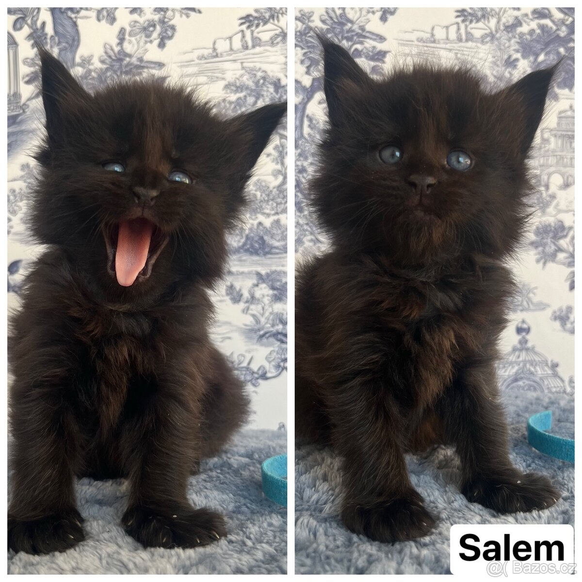 Mainská mývalí koťátka bez pp