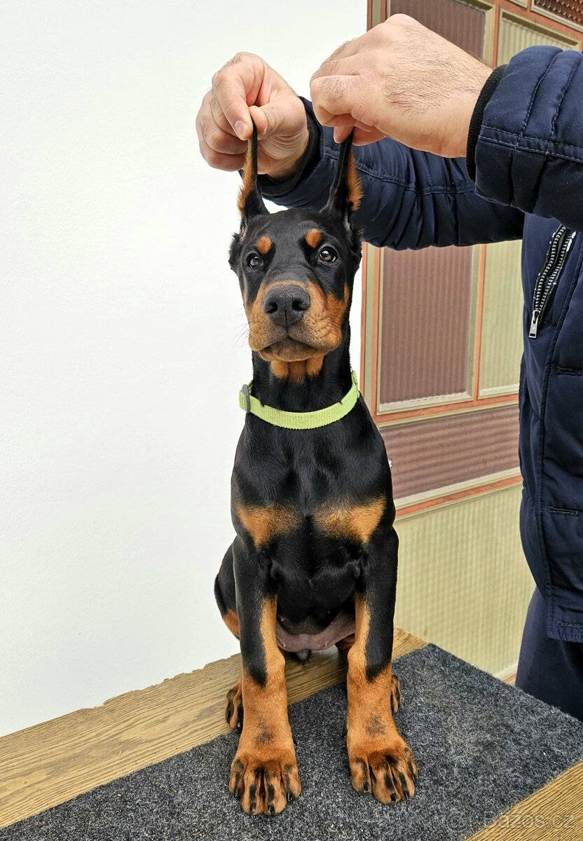 KUPIROVANÁ ŠTĚŇÁTKA DOBRMANA S PP FCI