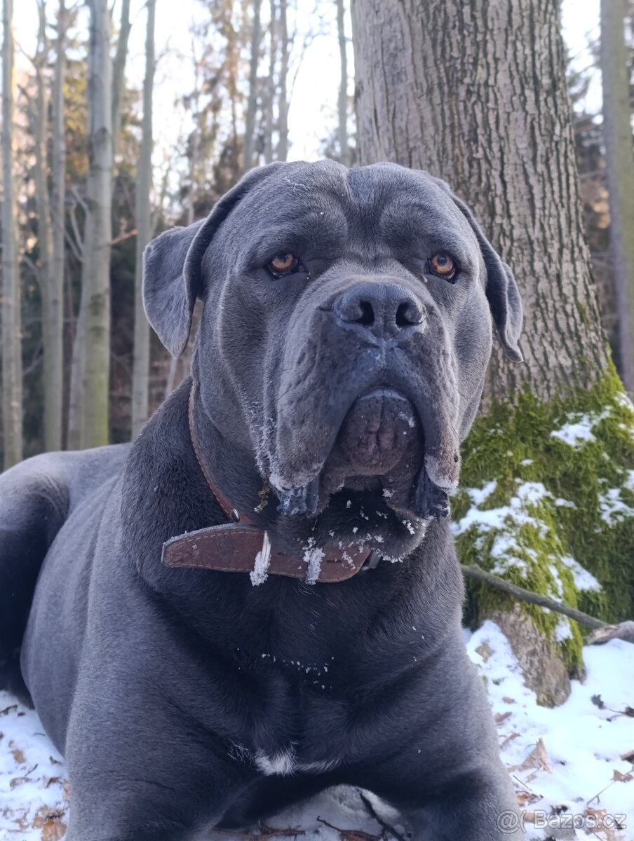 Cane CORSO - NABÍDKA KE KRYTÍ