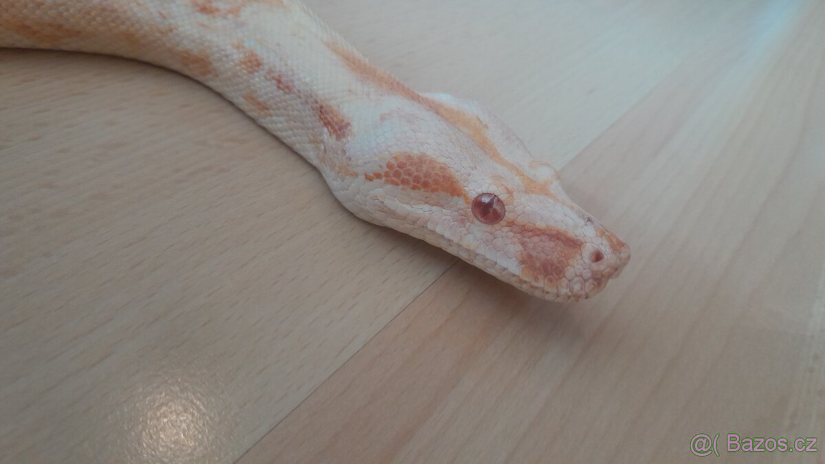 Boa constrictor Albín