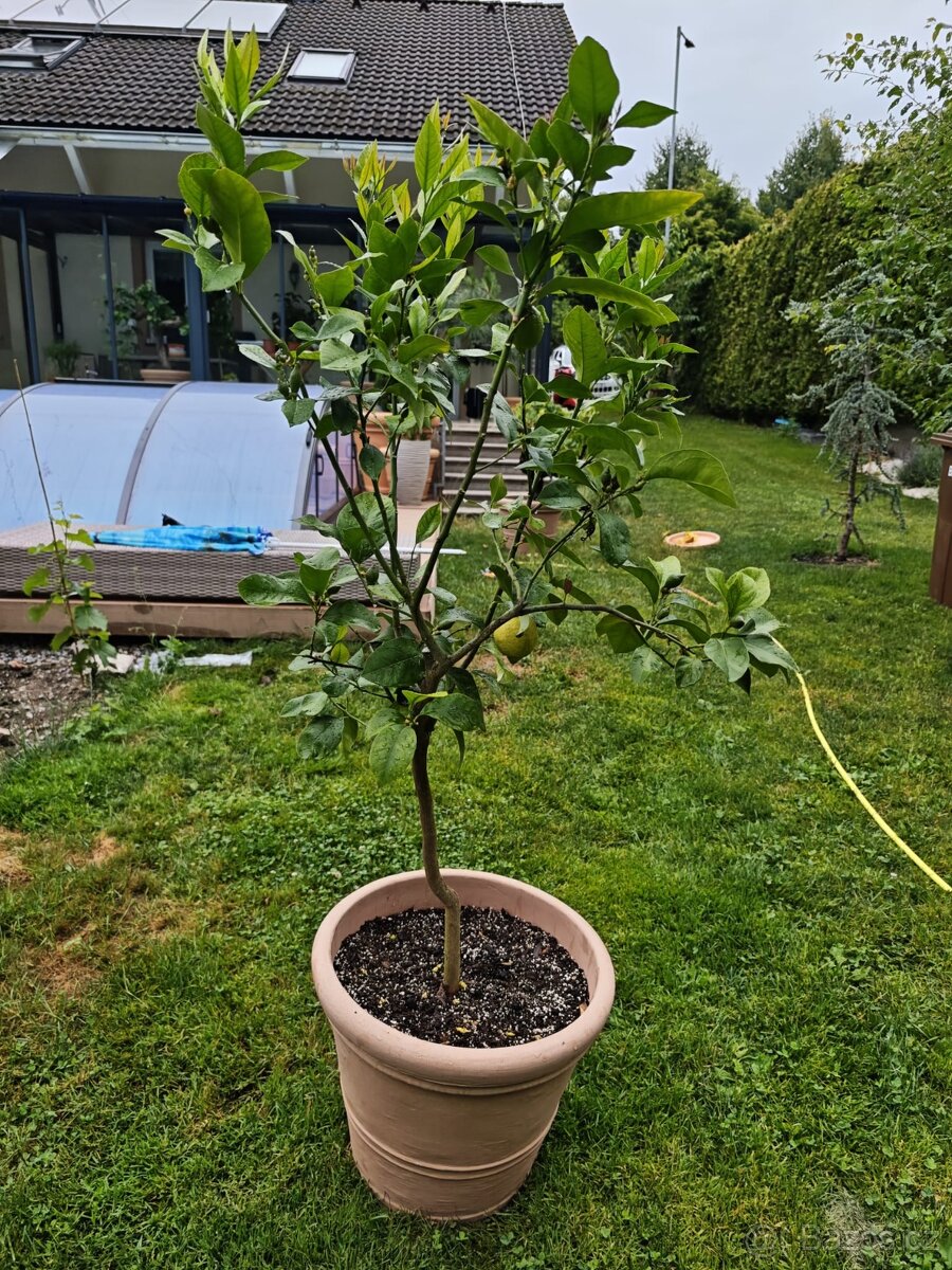 Citrus Limon - Citronik - Siracusano