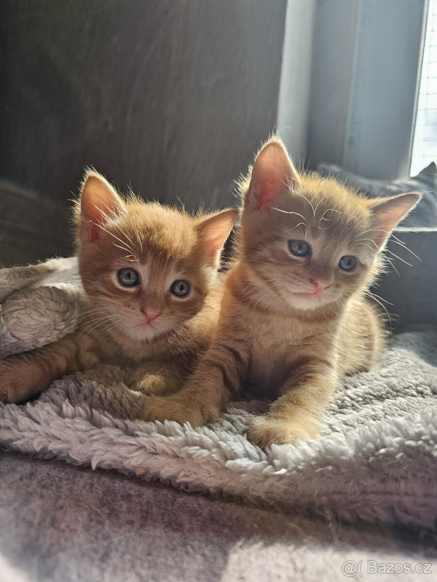Červený zrzavý rezavý oranžový red kocourek „ Garfield „