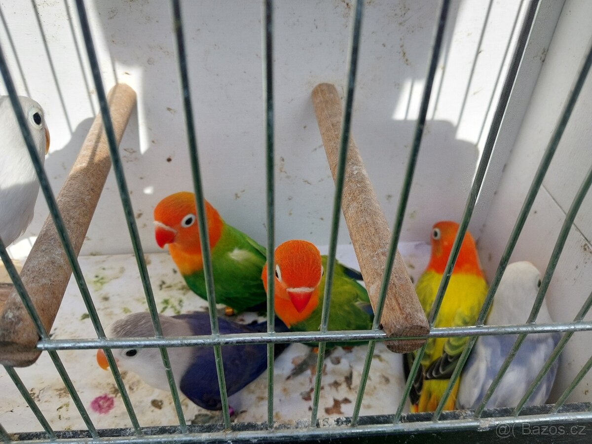 Agapornis fischeri