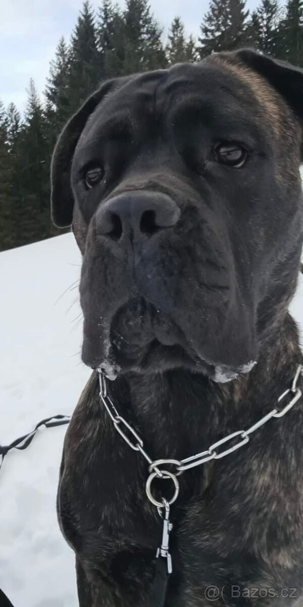 Cane Corso s PP