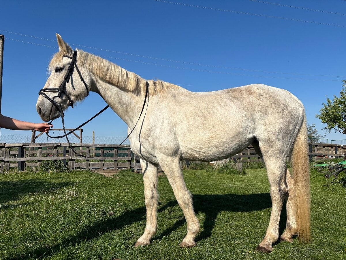 Charakterní kobyla ČT