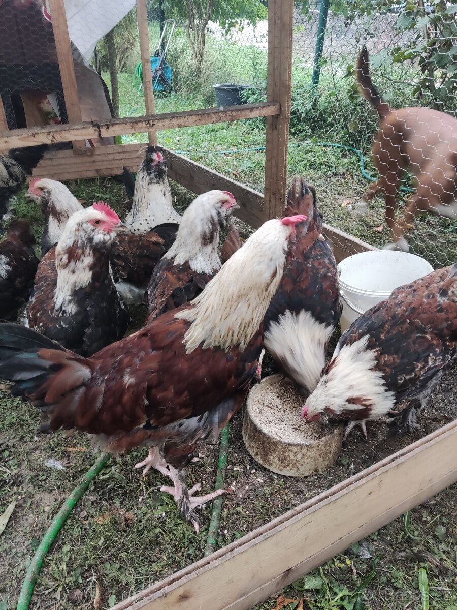 Faverolka velká lososová - kohout