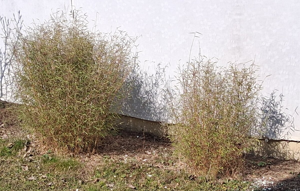 Bambus. Který si vyberete.