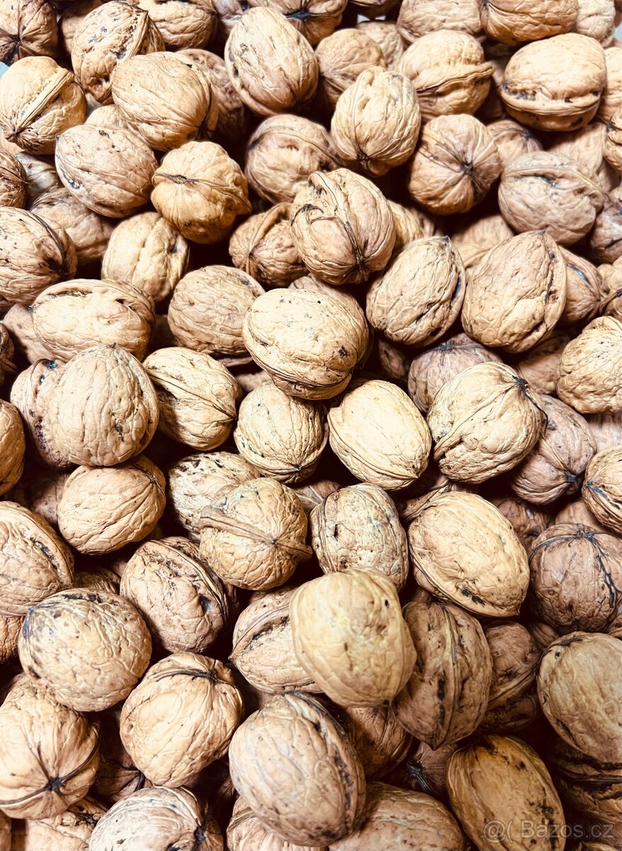 Vlašské ořechy(papírák)