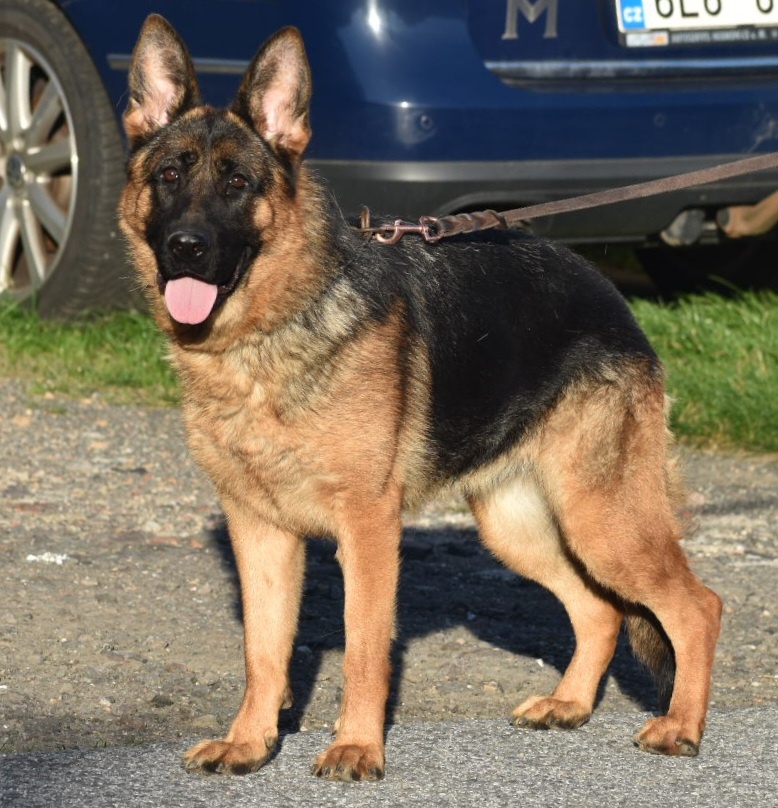 Německý ovčák s PP