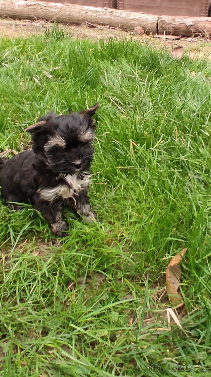 Jorkšírský teriér