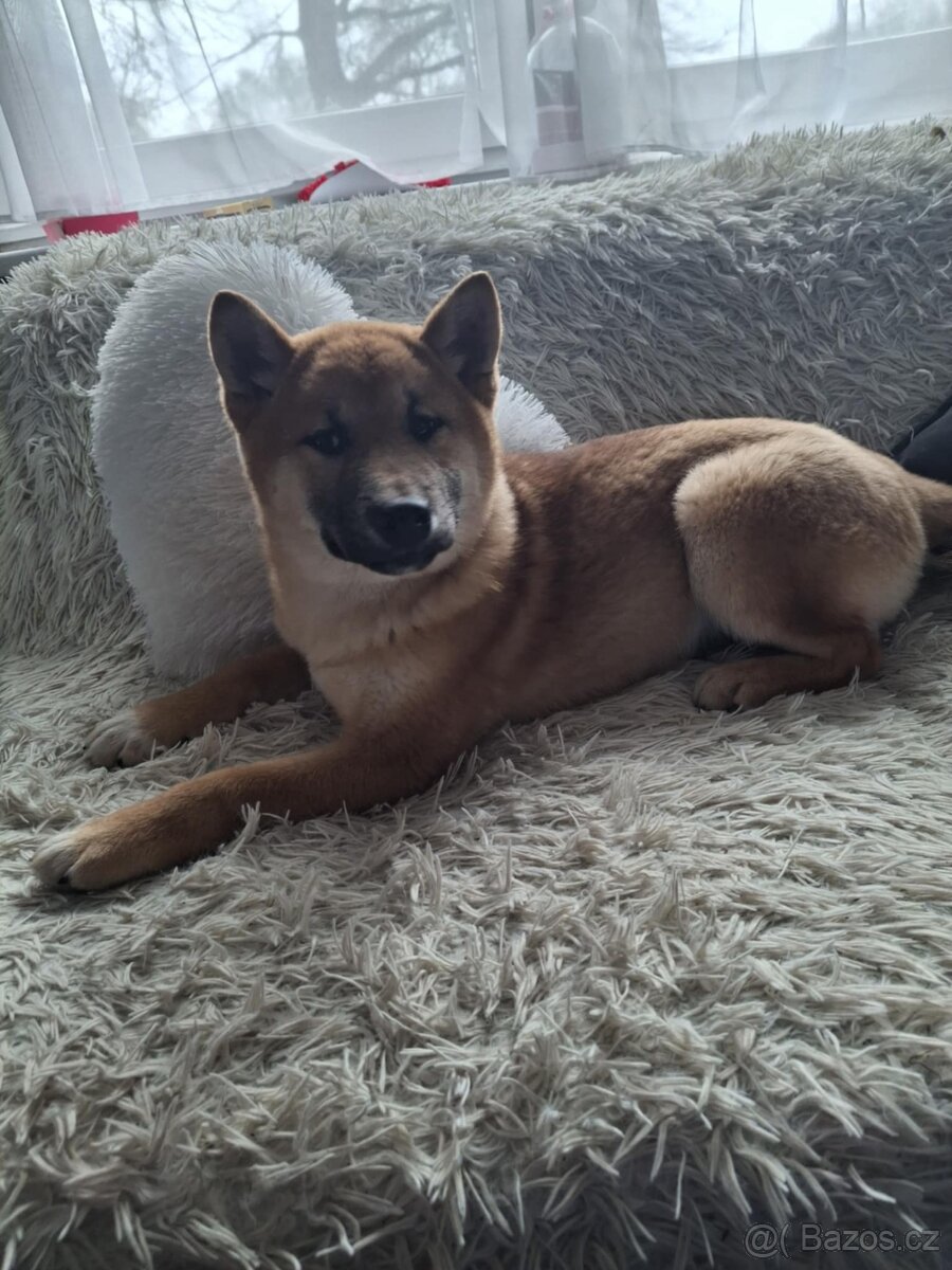 Shiba inu