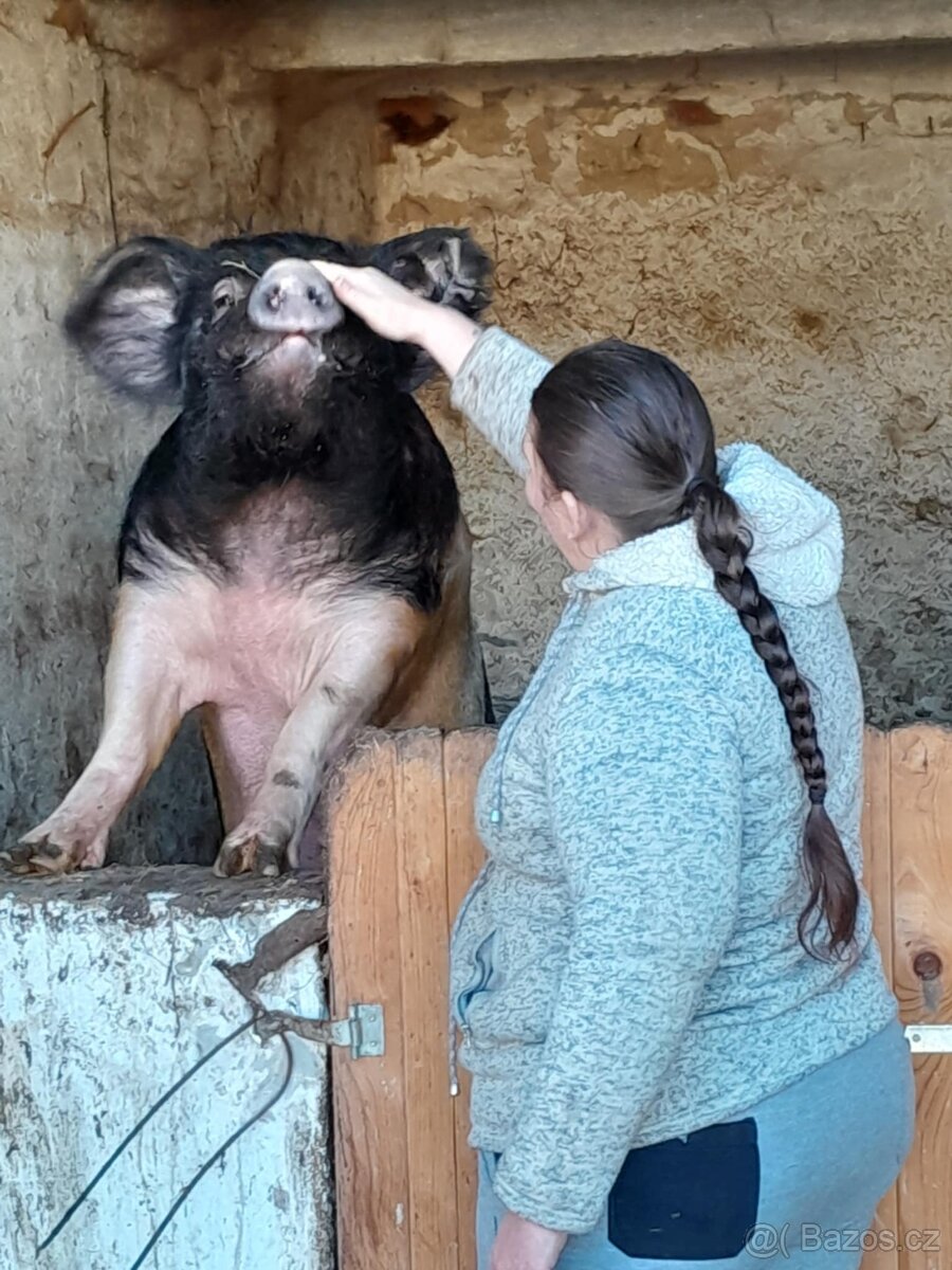 Chovná Sviňka Rezervace