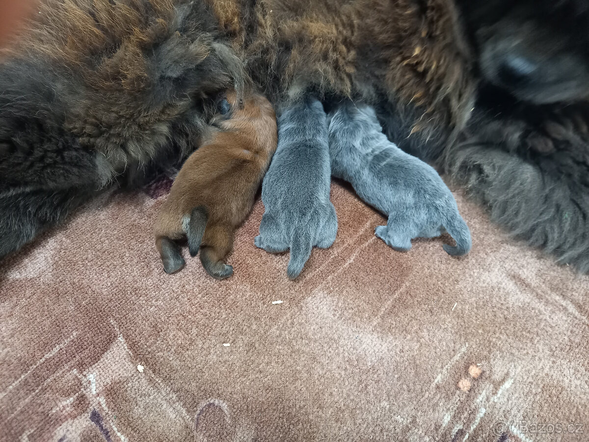 chow chow (čau čau)-blue