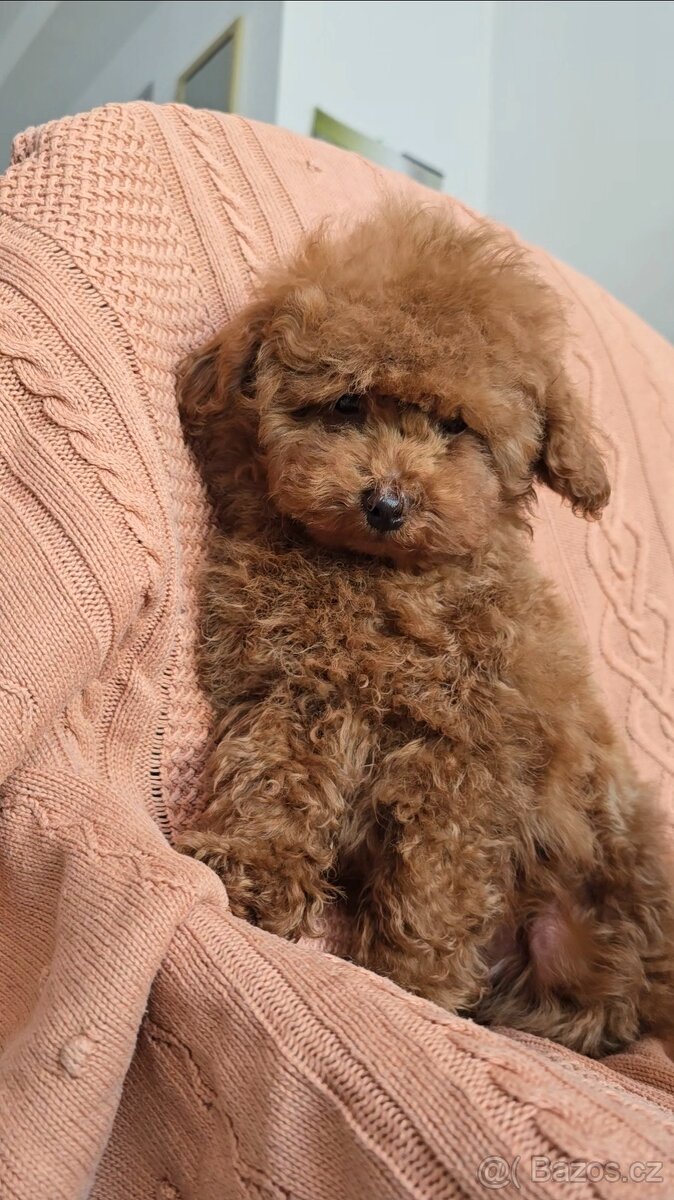 Toy pudlík z čínské linie – 3 měsíce, teddy typ, red brown