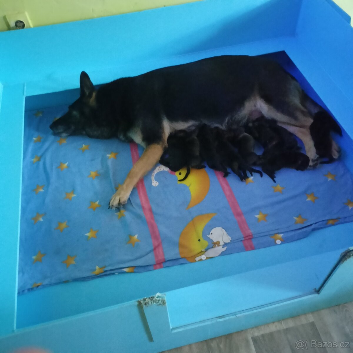 Německý ovčák , štěňátka