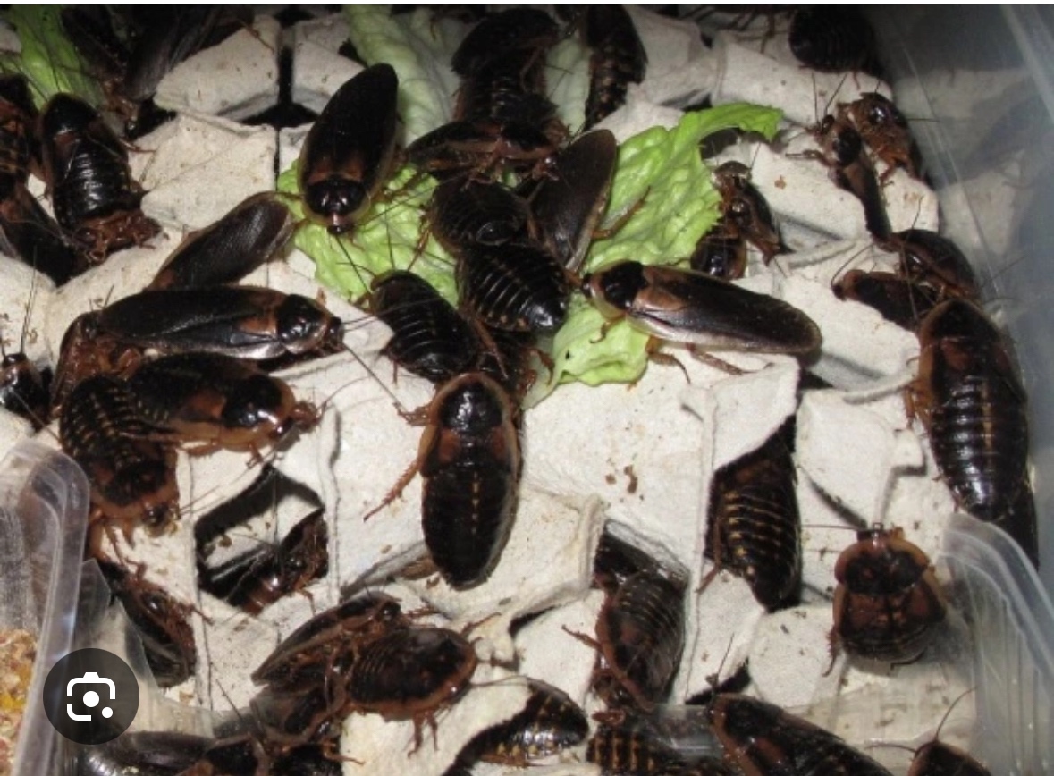 Švábi (blaptica dubia)