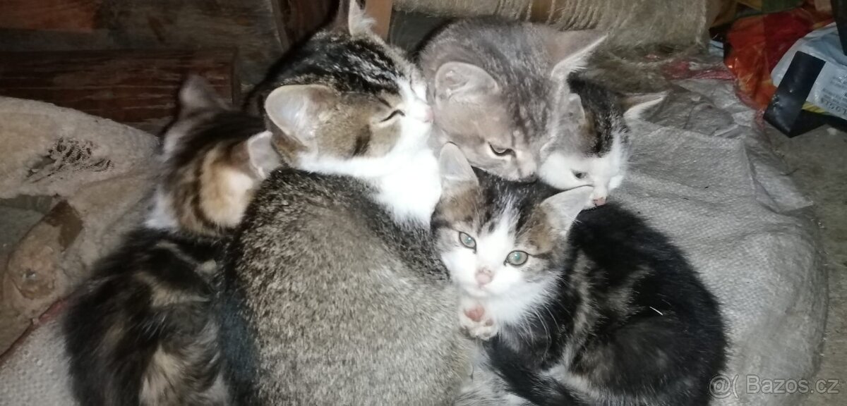 Darujeme koťátka