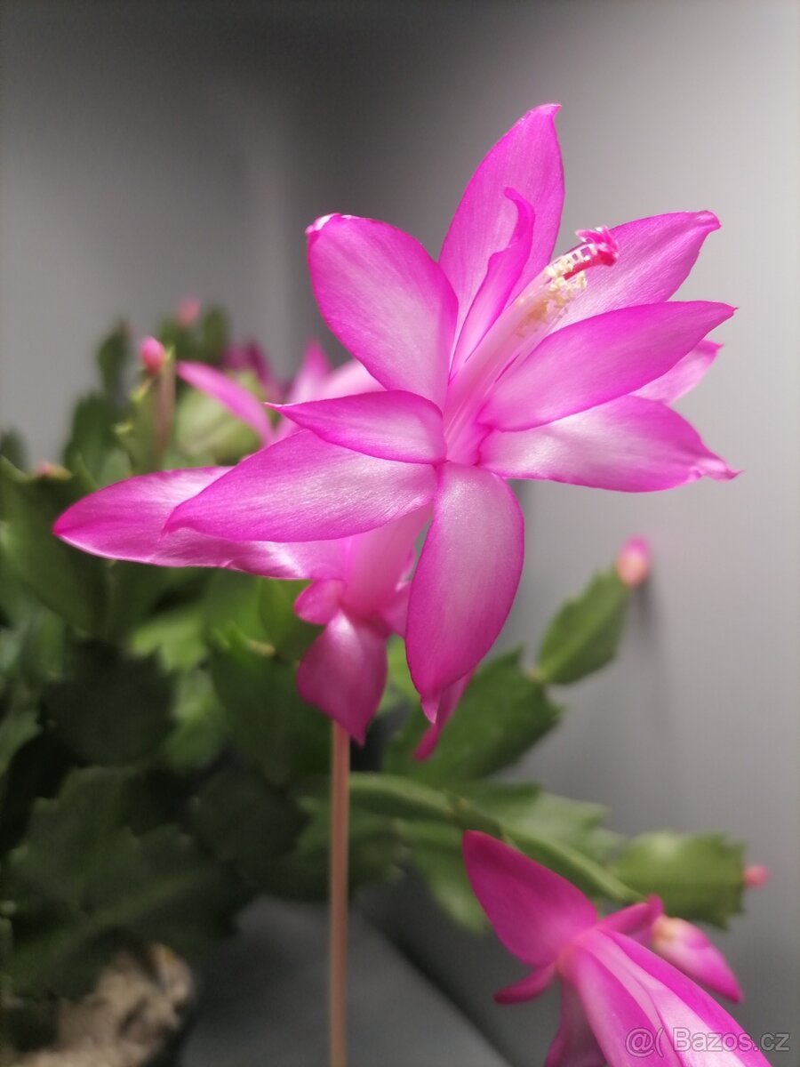 Schlumbergera - Vánoční kaktus: Dark Eva (řízek)
