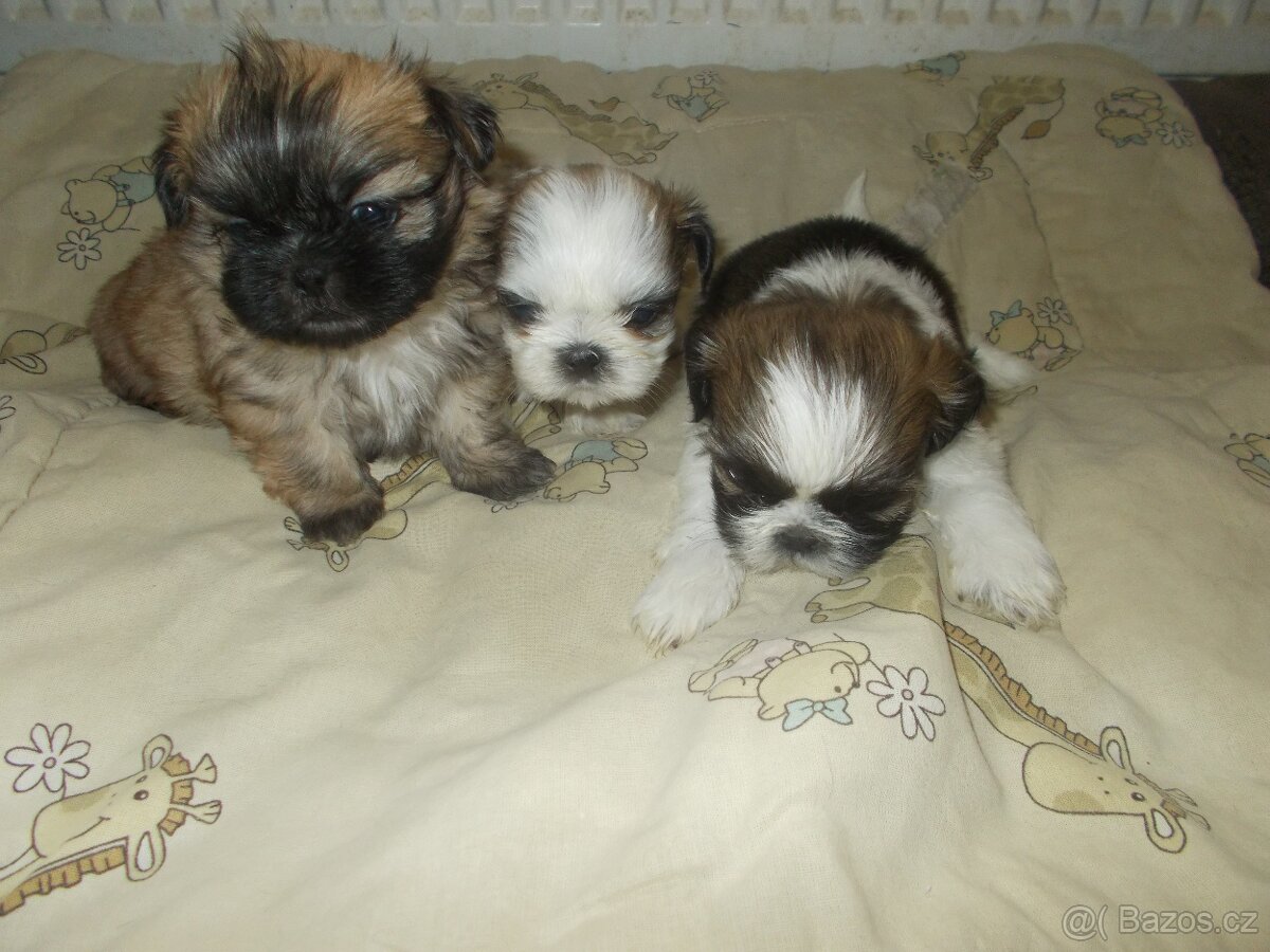 prodám Shih - Tzu