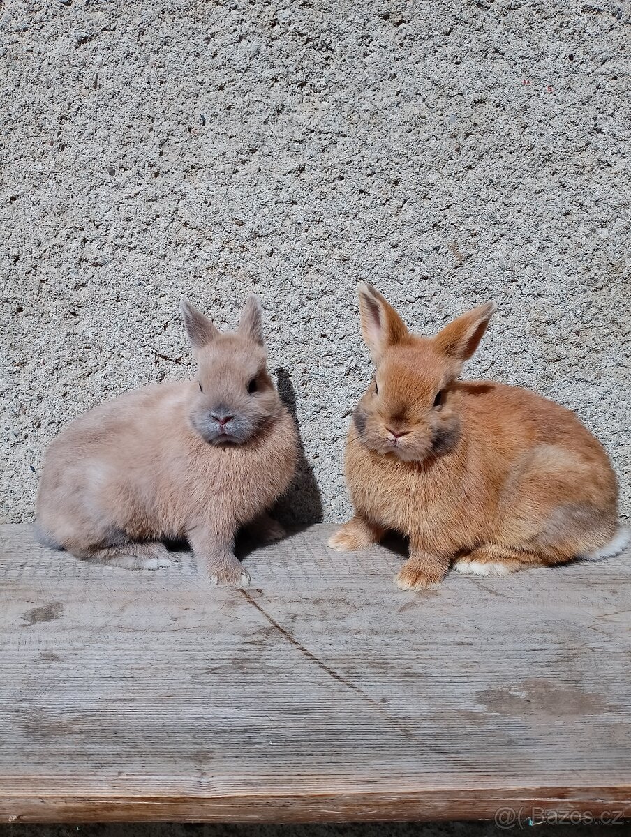 Zakrslý králíčci