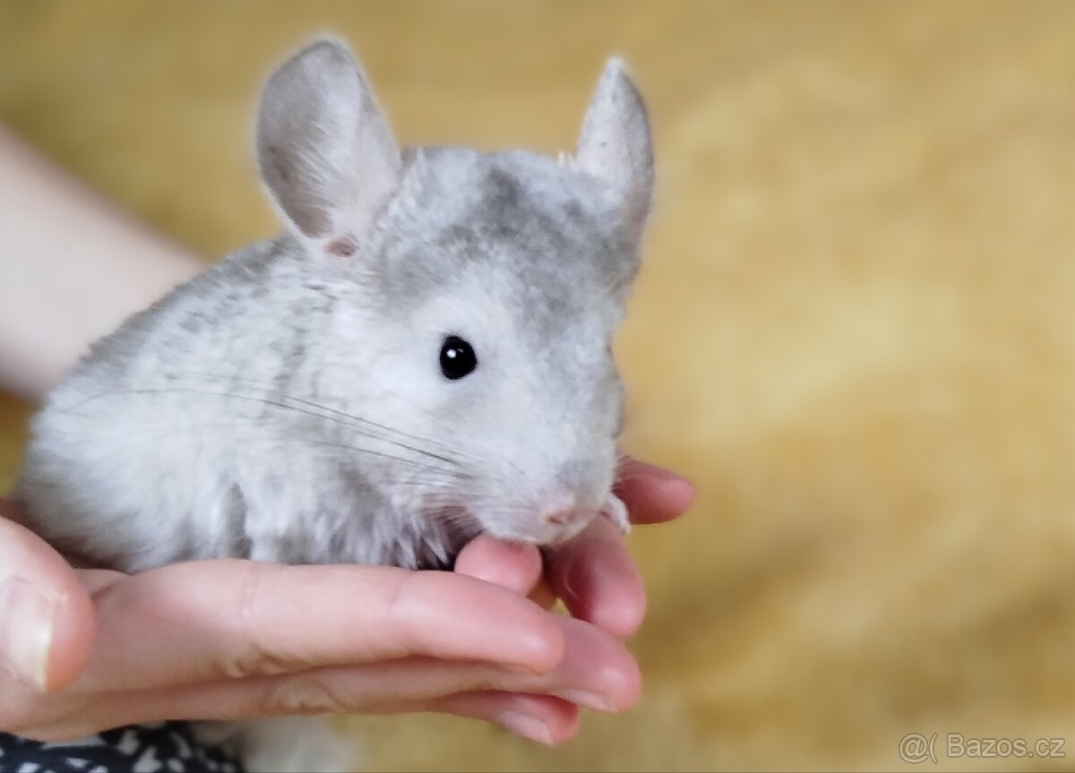 Činčila, činčily, činčilka - FELIX