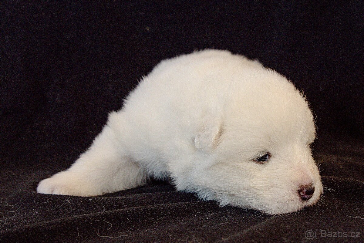 SAMOJED-štěňata s PP