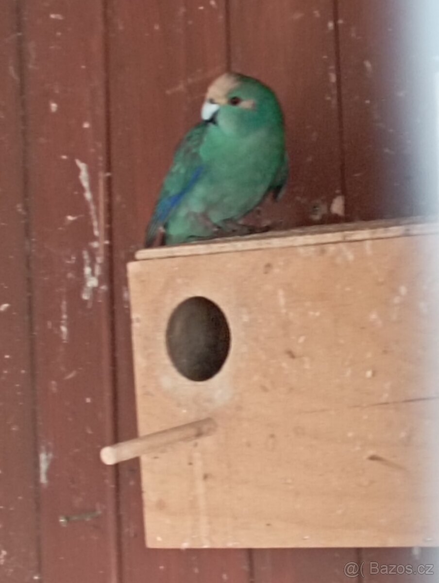 Kakariki