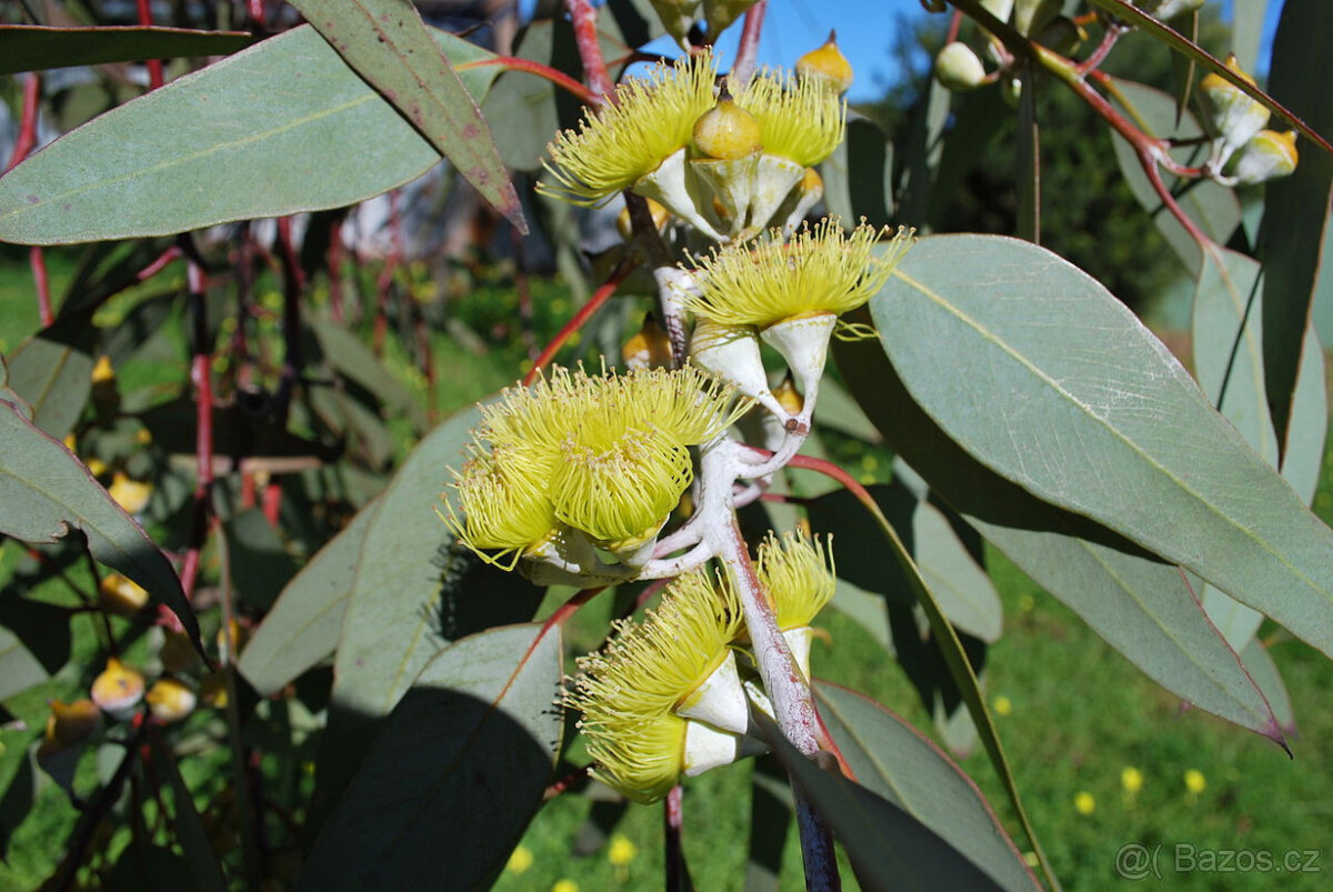 sazenice Eucalyptus citriodora