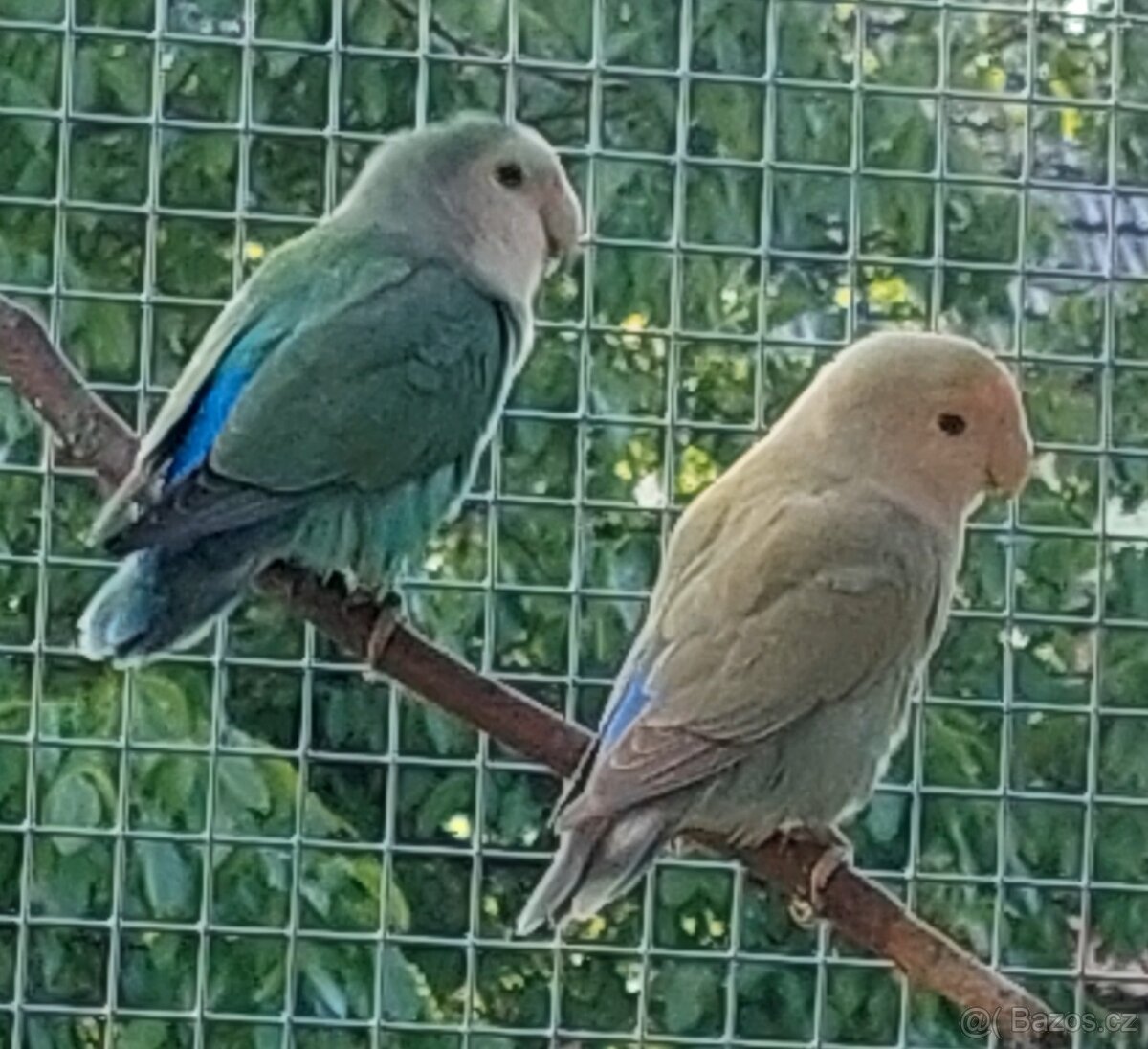 Agapornis růžohrdlý