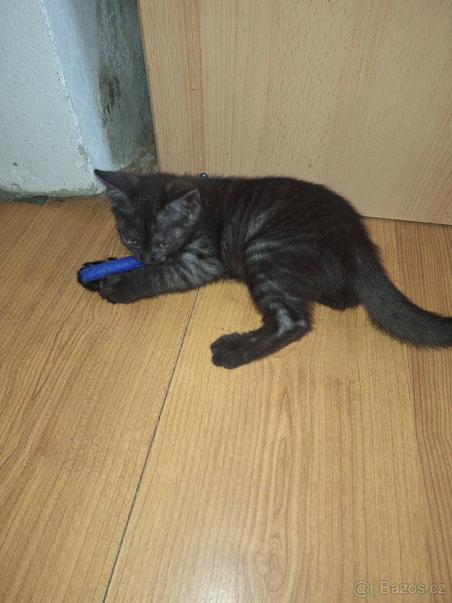 Mainska mývalí x kočka domácí