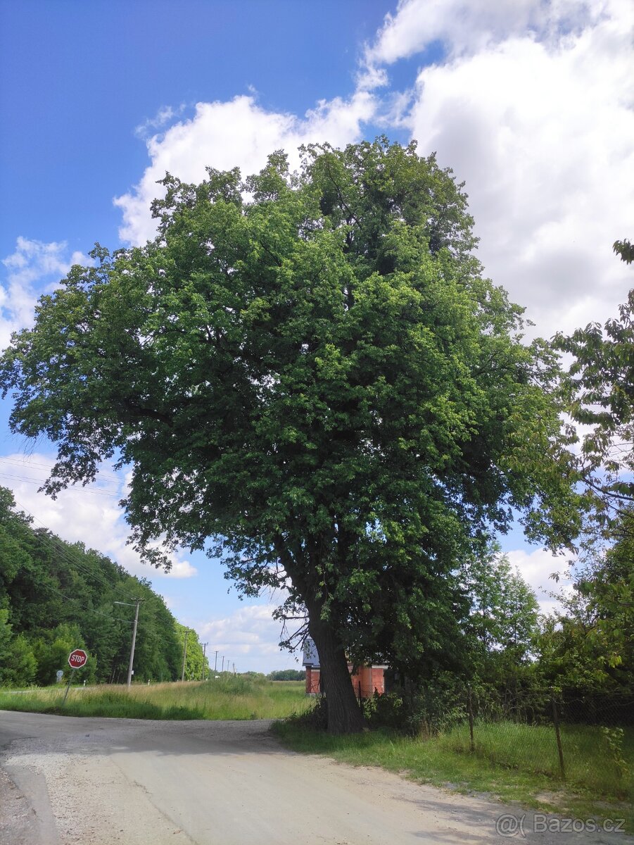 Lípa