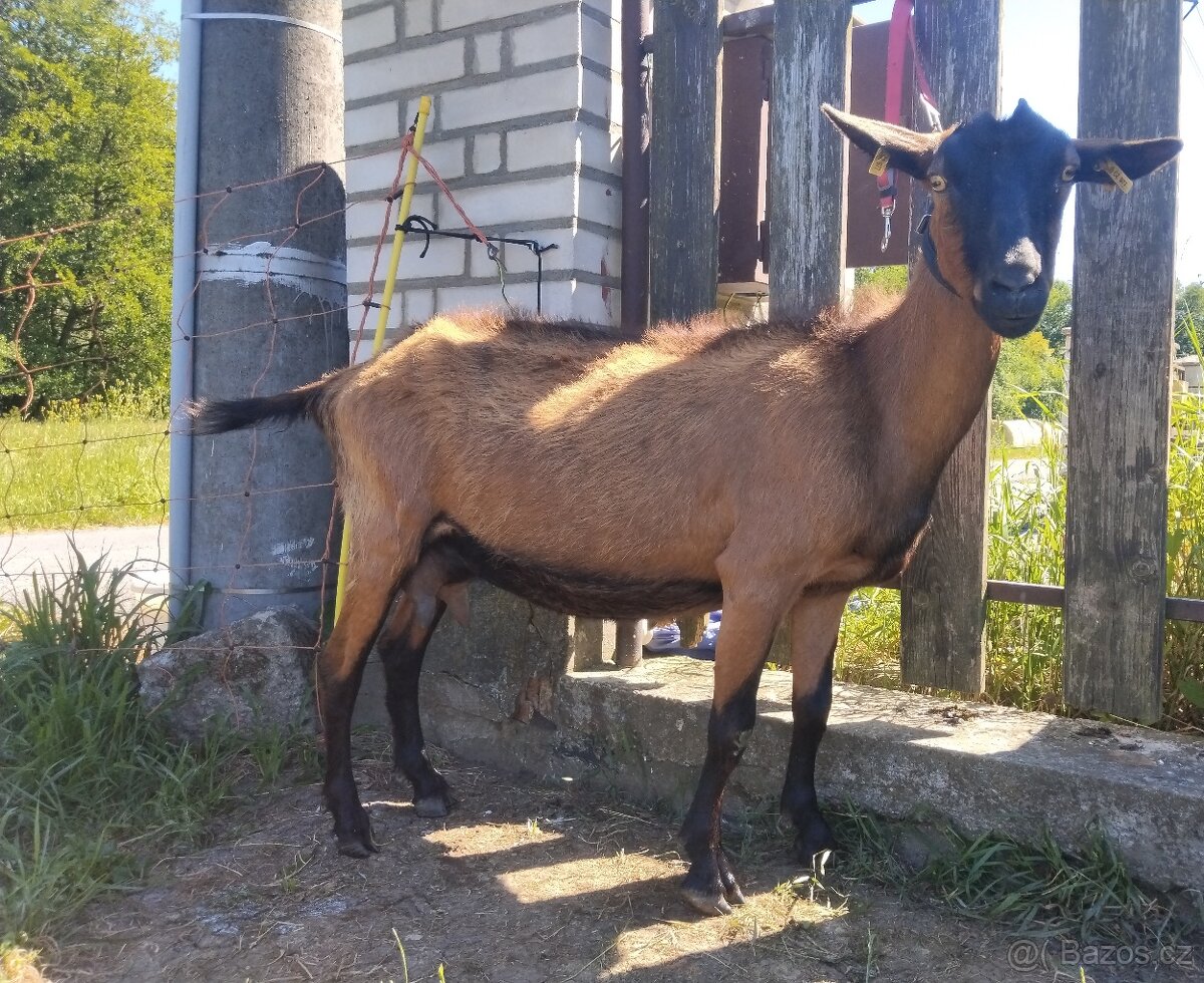 Prodám kozu dojící