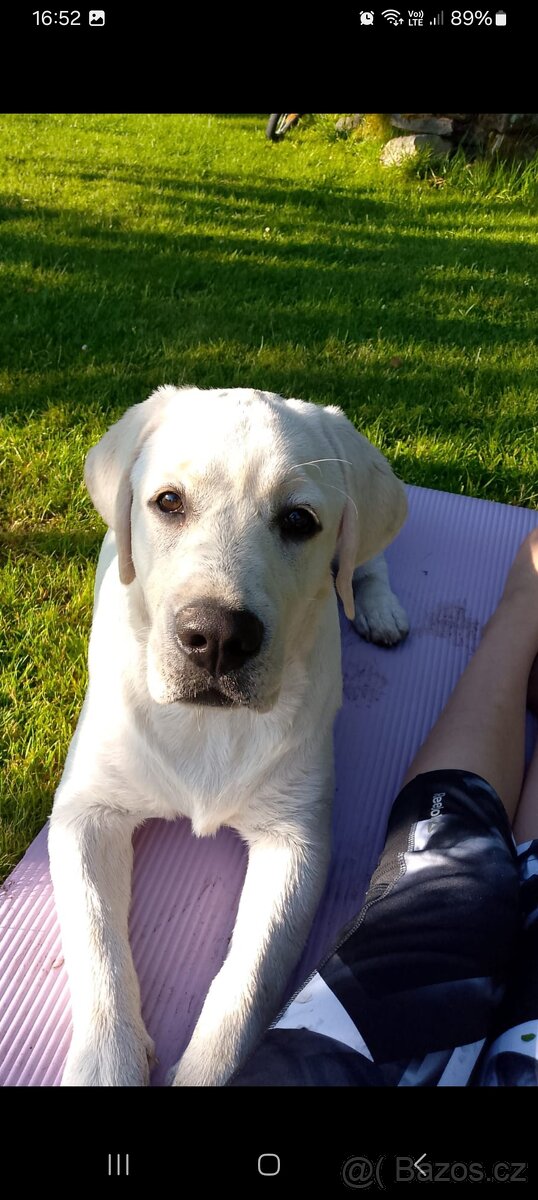 Labrador