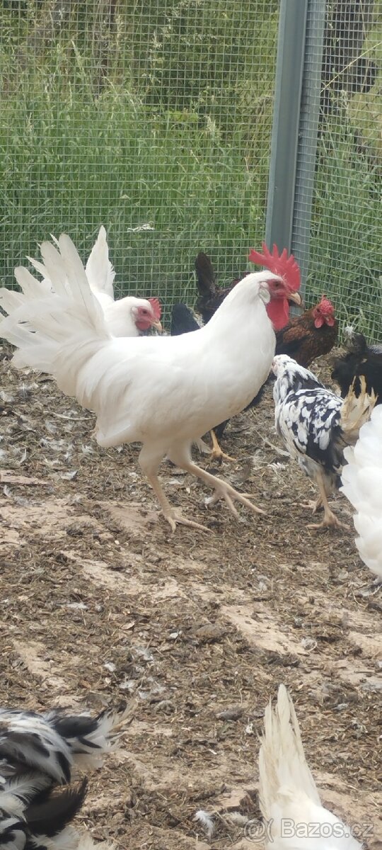 Kohout leghorn