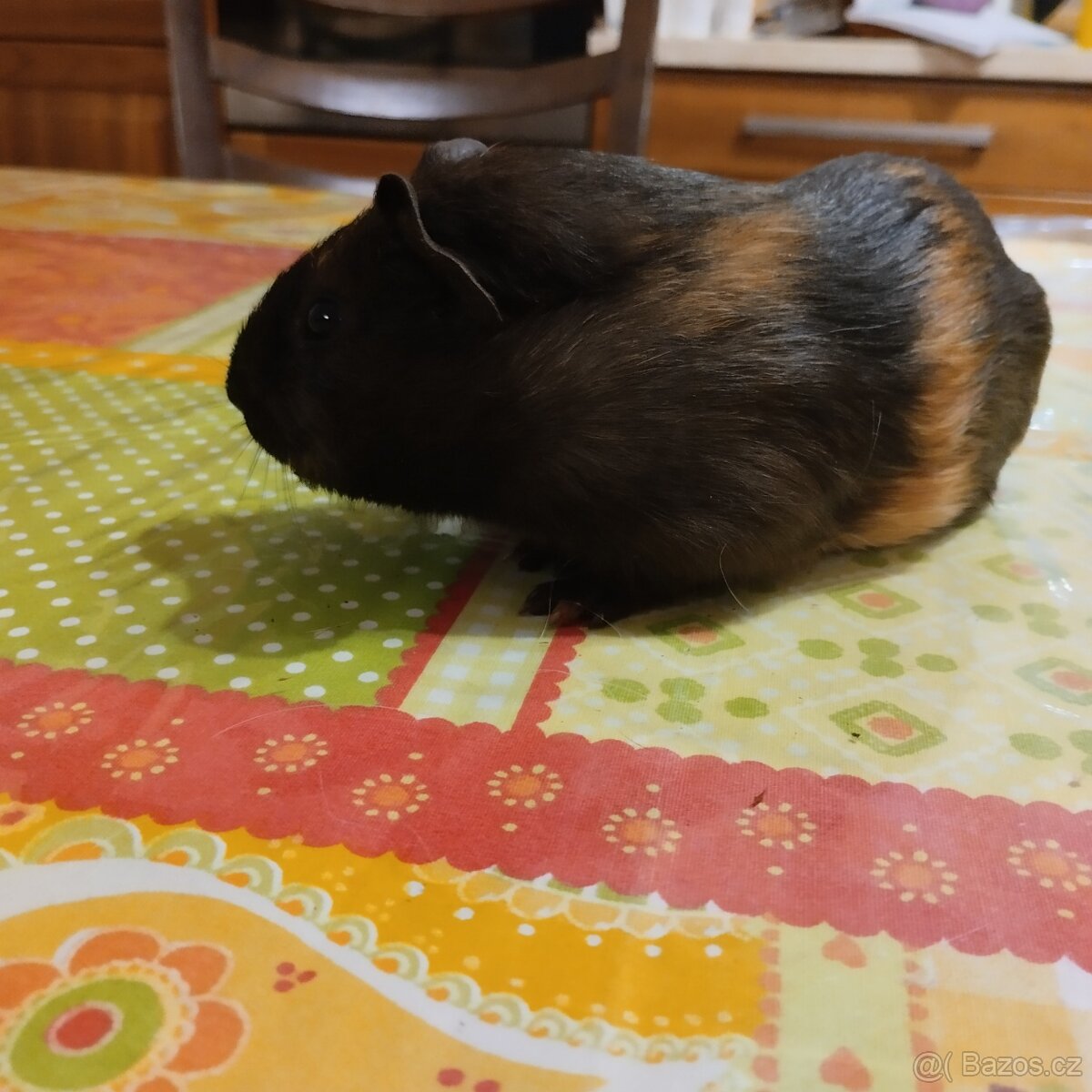 morče