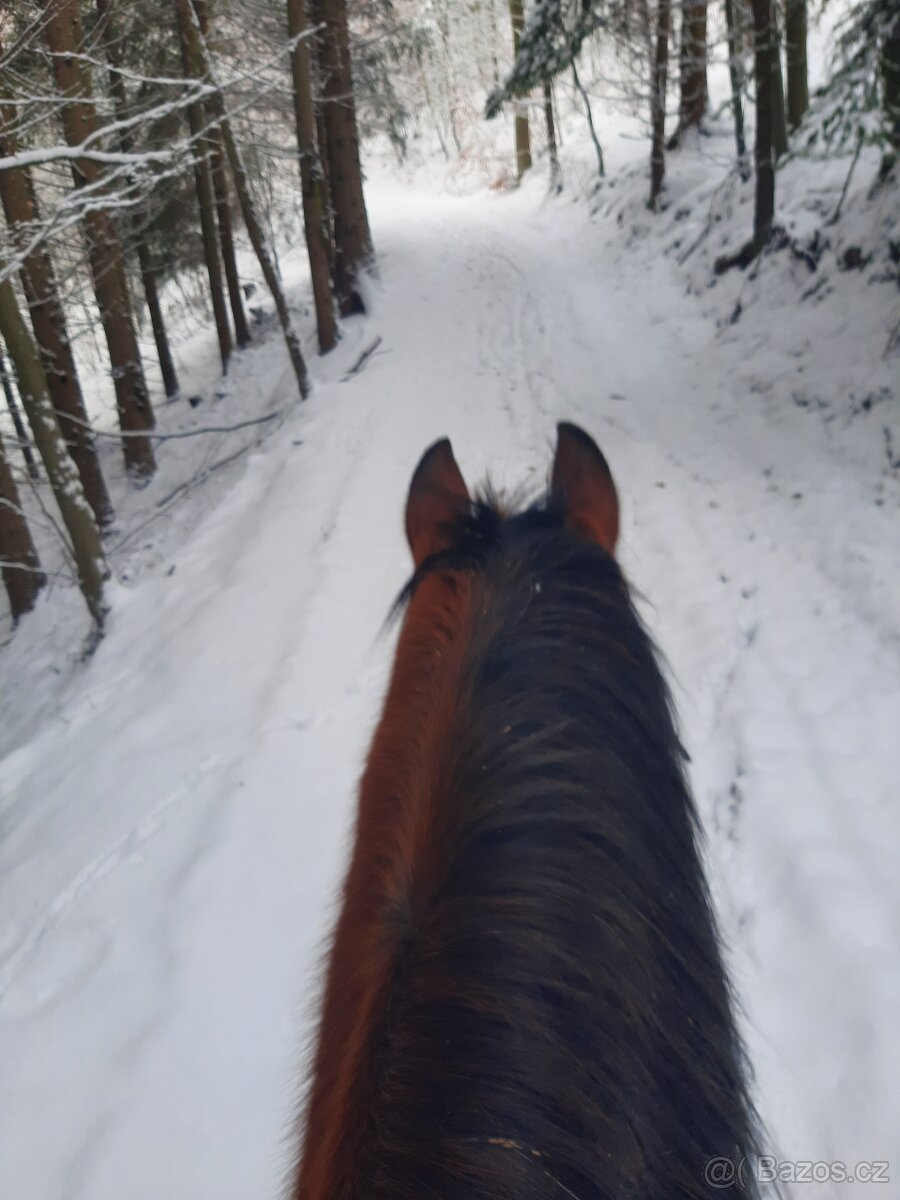 Koupím valacha v typu ČT na vyjížďky