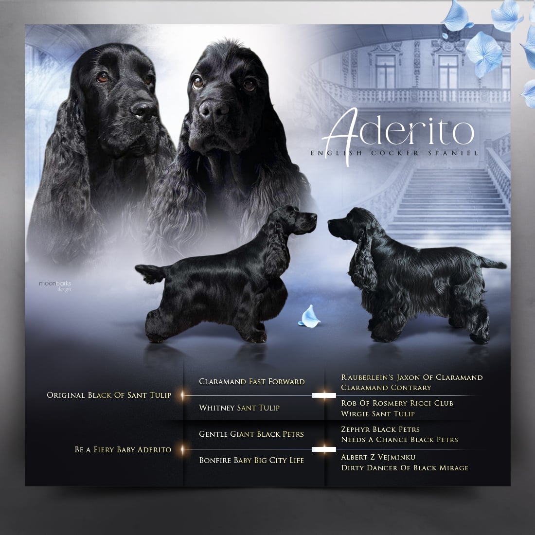 Anglický kokršpaněl s PP