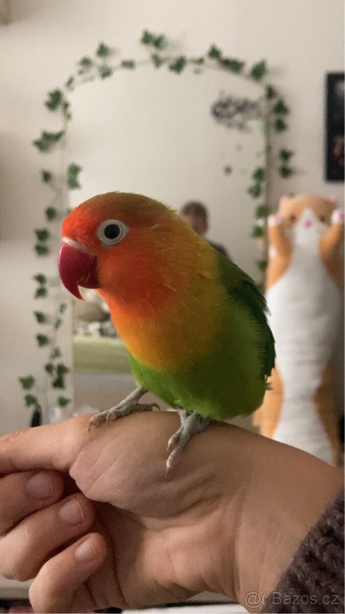 Daruji samičku agapornise