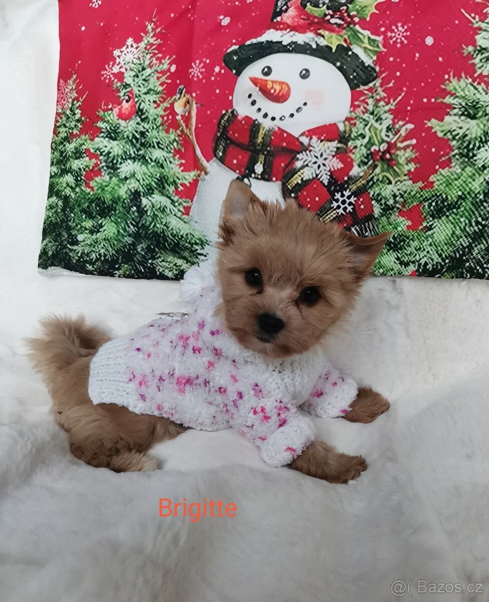 Holčička Brigittka Yorkshire teriér gold. PP