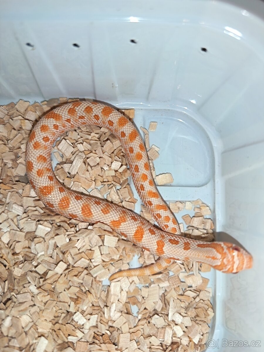 Heterodon Nosatý mláďata 2025